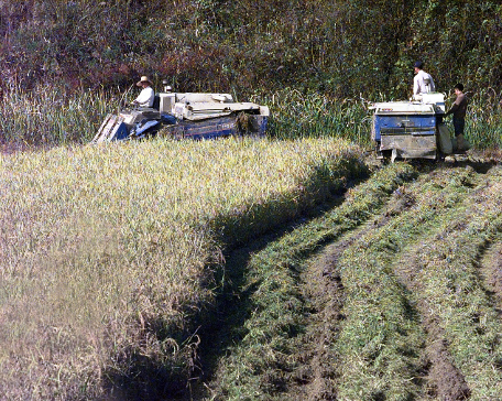 South Koreans_harvest_rice_in_the_Demilitarized_Zone_of_Korea,_1988